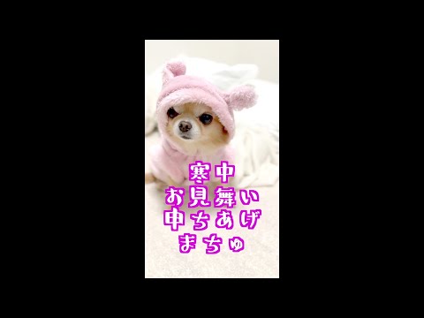 チワワの🐶寒中見舞い⛄️#shorts