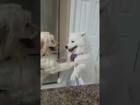 Reuniting..  Ye dosti for dog lovers #shorts #samoyed #dogs #reunion