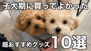 子犬期に買ってよかったおすすめ犬グッズ10選！【マルプー/チワプー】