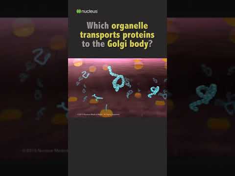 Biology Quiz: Which organelle transports proteins to the Golgi body?