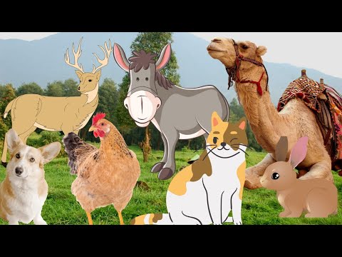 Land animals in the world - chicken cat rabbit camel dog - animal sounds