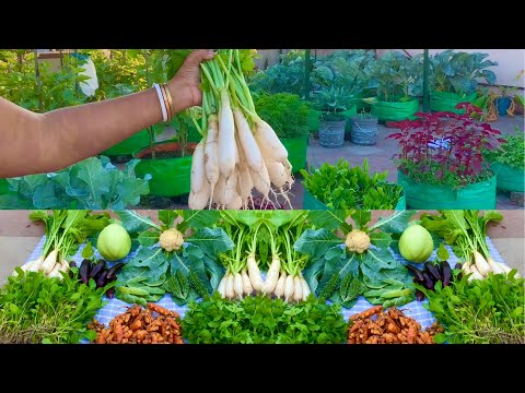 Biggest Harvesting Of Organic Veggies From My Terrace Garden / Harvesting Organic Vegetables