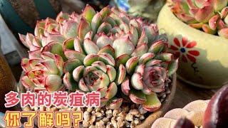 鱼蜀黍多肉园：你知道多肉植物的“炭疽病”吗？它的病状和治疗方法今天我教给你｜多肉养护