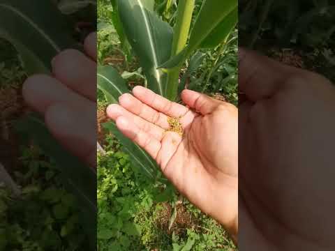 sweet corn pollination #homegrown #sweetcorn