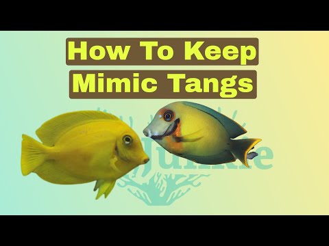 How To Care For Chocolate (Mimic) Tangs (Surgeonfish)