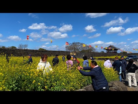 JEJU ISLAND Seongeup Folk Village in full bloom with spring flowers, Seoul Travel Walker.