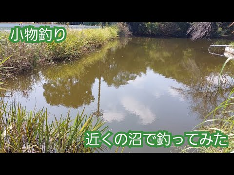 【Micro Fishing】濁りのある沼で釣りをしてみた　コイ　フナ　タナゴ　オイカワ