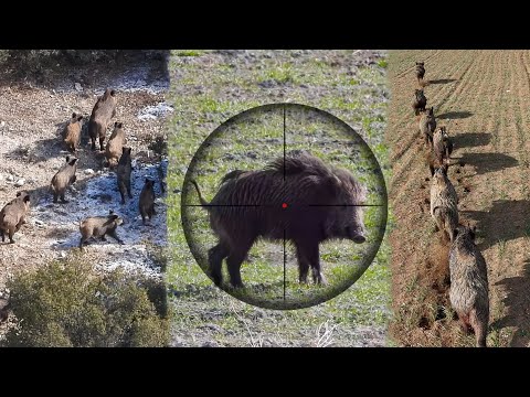 25 Amazing Shots in 15 Minutes | BEST OF Hunting Compilation