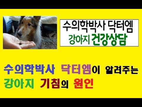 수의학박사 닥터엠이 알려주는 강아지 기침의 다양한 원인.