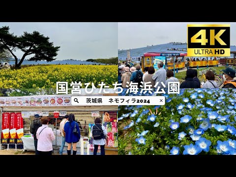 茨城県【ネモフィラ2024】最強の食フェス化した国営ひたち海浜公園、みはらしの丘が今年も満開で国内外の観光客で大賑わい