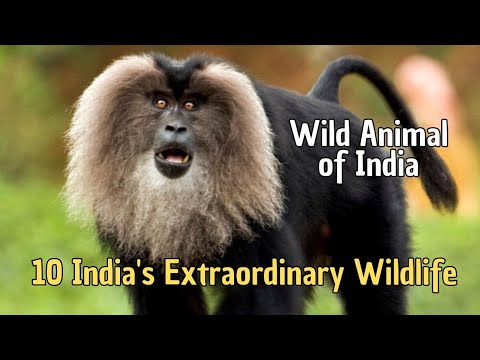 🐯 10 India's Extraordinary Wildlife 🦚 Wild Animals of India