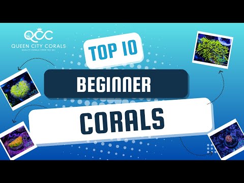 Top 10 Beginner-Friendly Corals for Your Reef Aquarium!