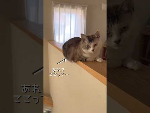 溶けはじめたロイさま #ねこ動画 #cat #ねこ #スライム #溶けるねこ #ねこは液体 #ことねこくらし