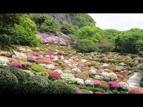 御船山楽園のツツジ