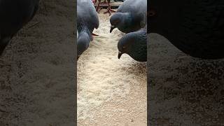 Birds Feeding ASMR #birds #pigeon #shorts