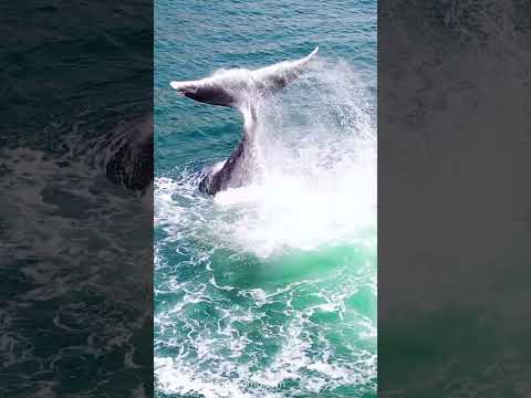 🐳ホッキョククジラのスーパーテイルスラップ！