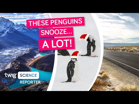 These Sleepy Penguins Nap 10,000 Times a Day!