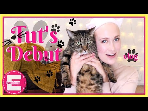 Hello Kitty | Meet Our Cat!