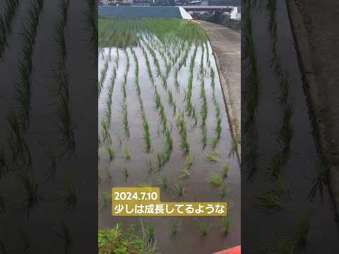 【田植え】から約10日後2024.7.10