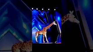 America's Got Talent Giraffe 🦒 Magic😱😨 | Duo Schumacher#AGT#americagottalent#magic