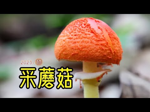 一大波蘑菇来袭，让你采个够！