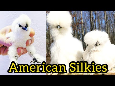 White American Silkie Chicks for Sale | White American Silkie Hen Chicks | Silkie Fancy Hens