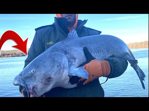 Catching Trophy Catfish With My Favorite Bait! CATFISHING Tips And Tricks.