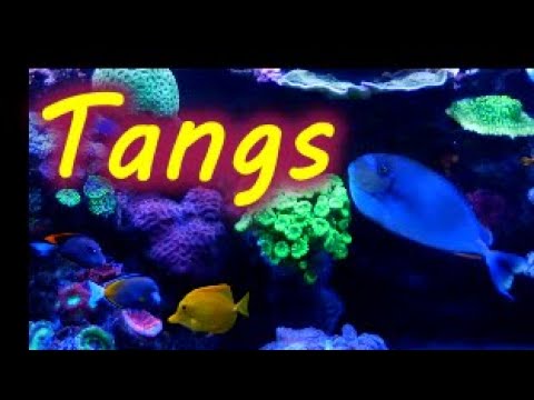 5 Tangs, Adding Multiple Tangs To My Reef