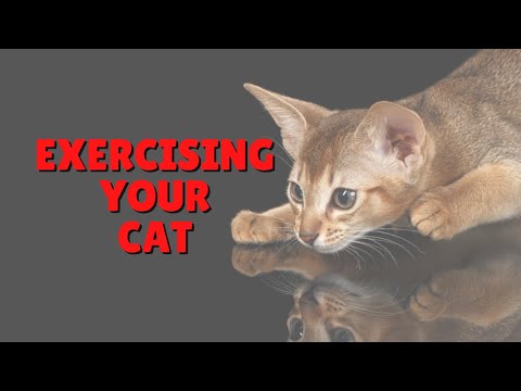 Cats & Exercise | Two Crazy Cat Ladies #shorts