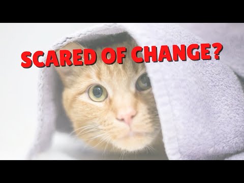 Helping Cats Cope With Change | Two Crazy Cat Ladies