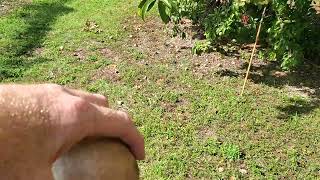 How to tell when Sapodilla are ready to pick