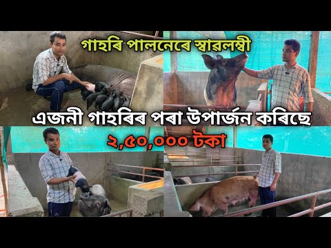 গাহৰি পালনেৰে স্বাৱলম্বী।এজনী গাহৰিৰ পৰা উপাৰ্জন কৰিছে ২,৫০,০০০ টকা|Pig Farming |Pig Farm In Assam