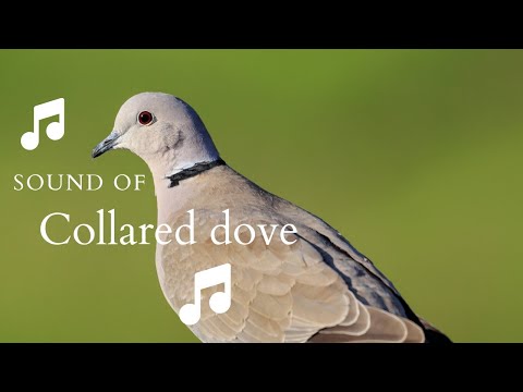 👉 S14 Eurasian Collared dove ( Streptopelia decaocto ) | Guguștiuc