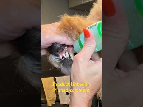 Dog TEETH Cleaning Product at Home