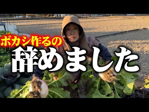 【万能】【超絶らくちんな栽培方法】いままで楽しみながらも大変でした【田村蕪】【カツオ菜】【桜島大根】【カルス】