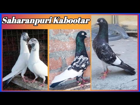 Saharanpuri Kabootar For Sale !! टोप सहारनपुरी कलसिरे कबुतर Arshad idrisi pigeon lover