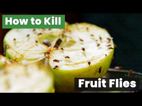 How to Kill Fruit Flies Fast – Proven Methods You Must Try