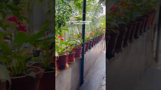 ഇങ്ങനൊരു ഗാർഡൻ ഉണ്ടെങ്കിൽ ഭയങ്കര ഹാപ്പി/Gardening Malayalam/Garden Tour/Magic fertilizer/Zain World