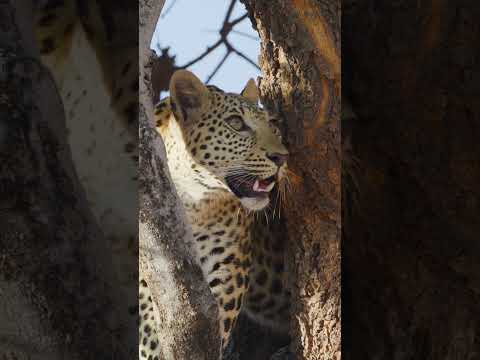 Young leopard in tree in Chobe National Park #Botswana #leopard #cat #bigcat #big5 #wildlife