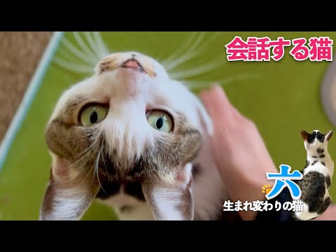 【会話する猫】愛猫の朝の挨拶「おはよう」から始まる六との穏やかな時間のお裾分け | [生まれ変わりの猫] 六