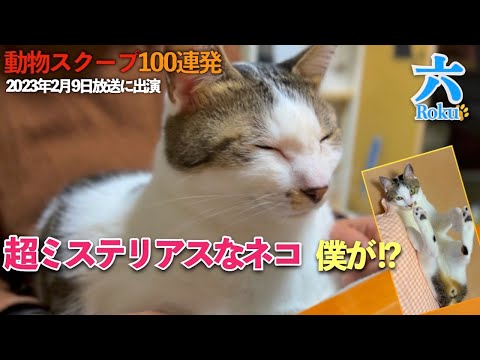 TBS「笑える!泣ける!動物スクープ100連発」に出演した愛猫は「超ミステリアスなネコ」｜[生まれ変わりの猫] 六 (Roku)