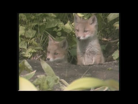 「いたずら子ギツネ　トマック」 ムツゴロウとゆかいな仲間たち