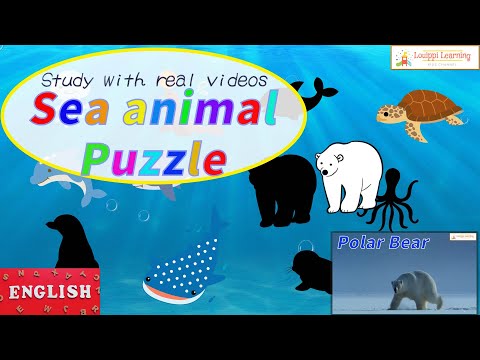 [English] Puzzle & live-action video flashcards Learn sea creatures in English