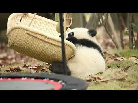 ブランコで遊んでいるレッサーパンダ-2
Little panda playing on the swing-2