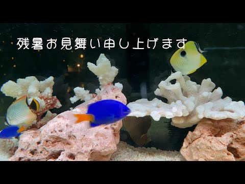 残暑お見舞い申し上げます　水槽の世界　海水魚　カラージェリー　タコクラゲ　ネオンテトラ