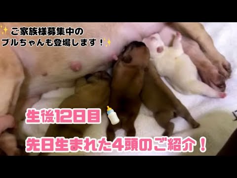 【フレンチブルドッグ】6月12日生まれのフレブルちゃんご紹介！授乳の様子をお見せします🐶🍼　5月13日生まれのブルちゃんも登場するよ！！🩷　只今、ご家族様募集中です✨【ブルドッグ】