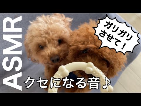 【ASMR】うちのタイニープードルは歯がキレイ♡その理由は！？