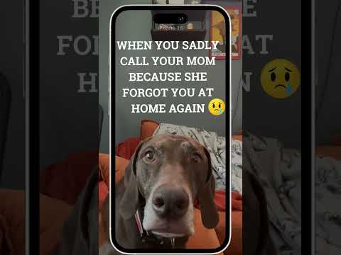 When your mom forgets you at home... .AGAIN!   #shortsfeed #dog #dogsworld