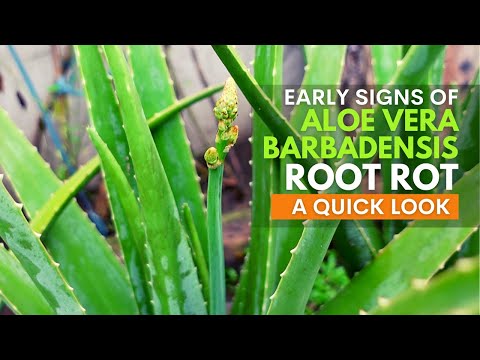 Early Signs of Aloe vera Barbadensis Root Rot