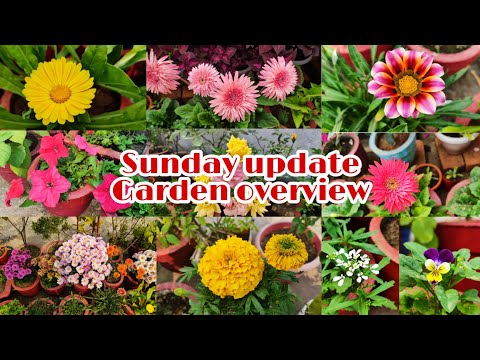 Sunday update terrace garden overview //December-26-2021